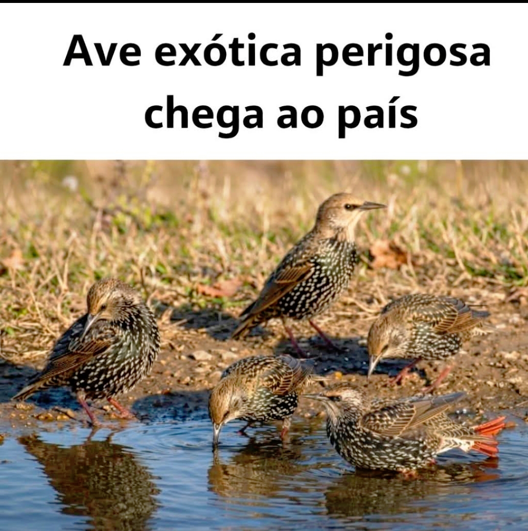 Ave exótica perigosa chega ao país